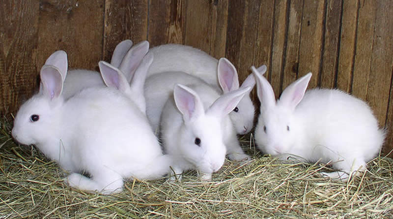 Photo of Oдгледување на зајаци
