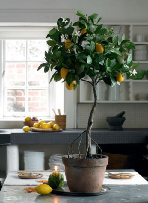 Photo of Одгледување лимон во саксија