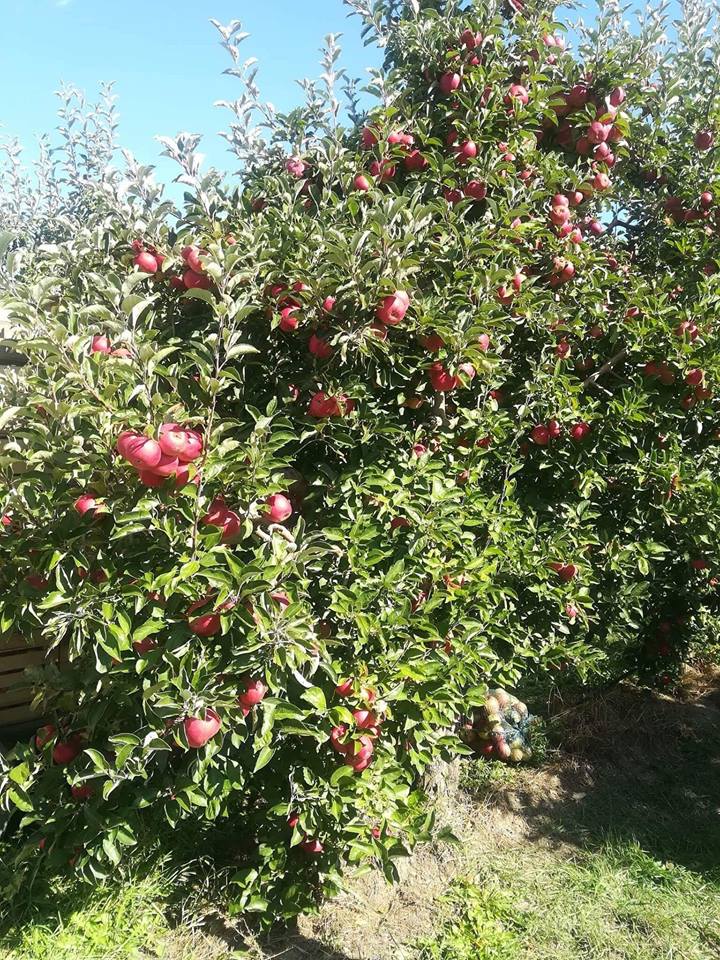 Photo of “Македонскиот земјоделец со род од 100 тона јаболка по хектар”  – интервју со Г-дин Аднан Феим од с.Лавци ,intervju Преспа