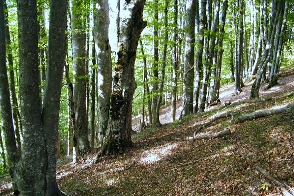 Photo of Речиси 40 проценти од територијата на ЕУ е покриена со шуми