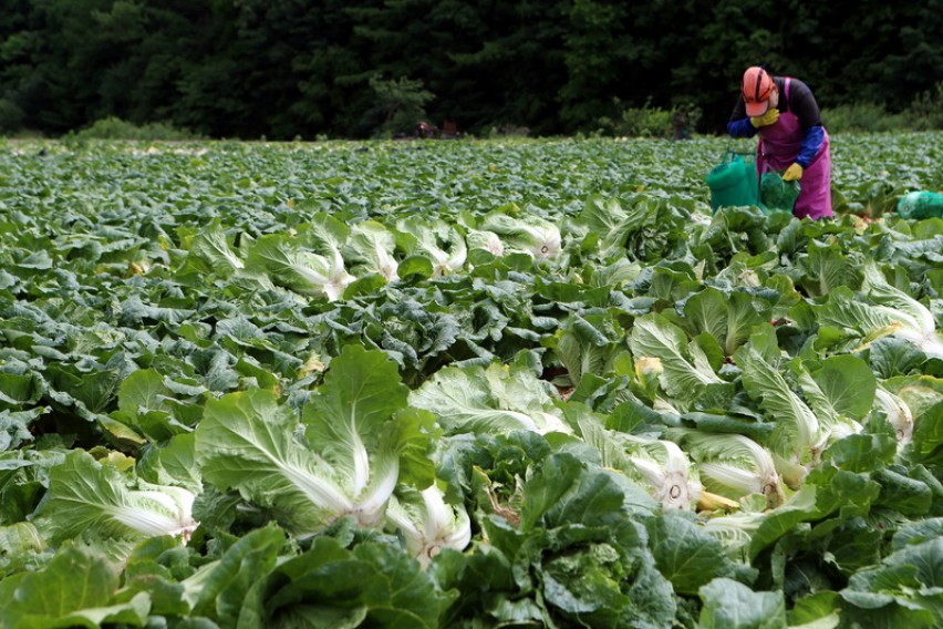 Photo of МЗШВ: Разбирлива е грижата на земјоделците за драстичното намалување на цената на зелката