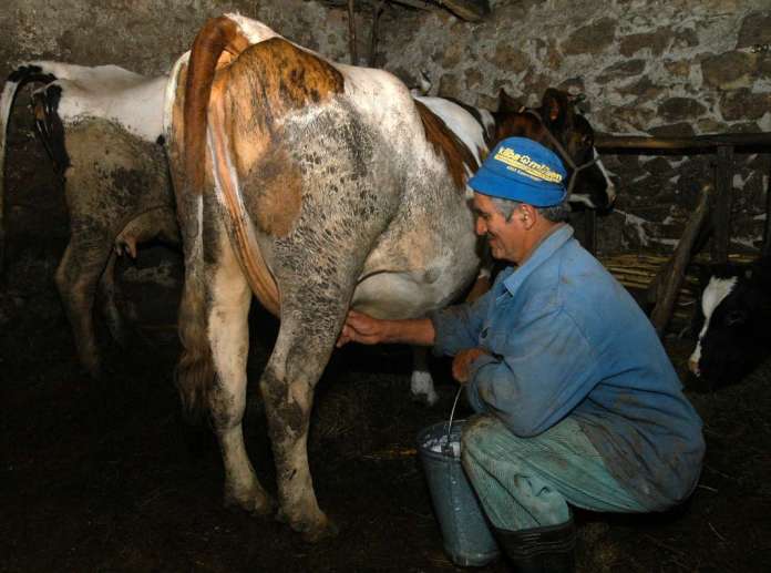 Photo of Млекопроизводството се намалува, нема кој да одгледува крави