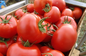 Photo of Интервентна субвенција од 4 денари за предадени домати кај преработувачите