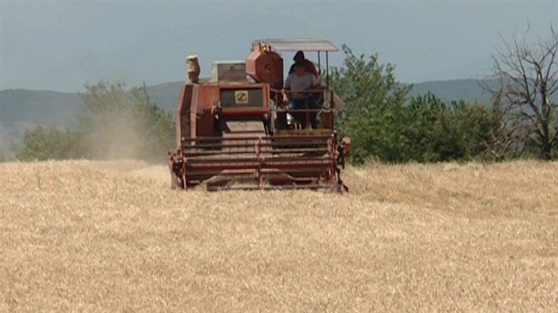 Photo of Во државните резерви ќе завршат 12.000 тони пченица, наскоро тендер