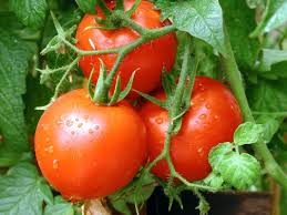 Photo of Земјоделците се жалат на ниска откупна цена на доматите