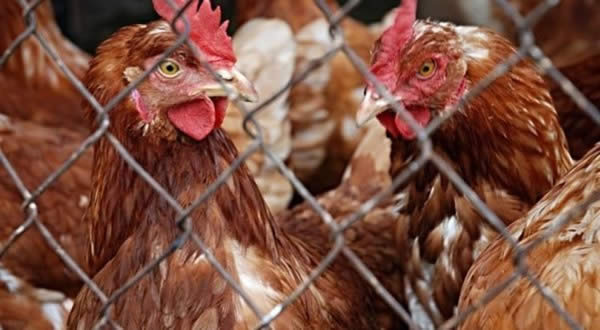 Photo of АХВ: Остануваат забраните за увоз на живина поради птичји грип