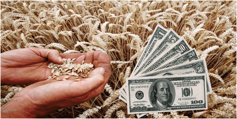 Photo of Сушата во ЕУ „ја движи“ цената на пченицата