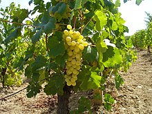 Photo of Откупот на грозје започна и во малите винарии