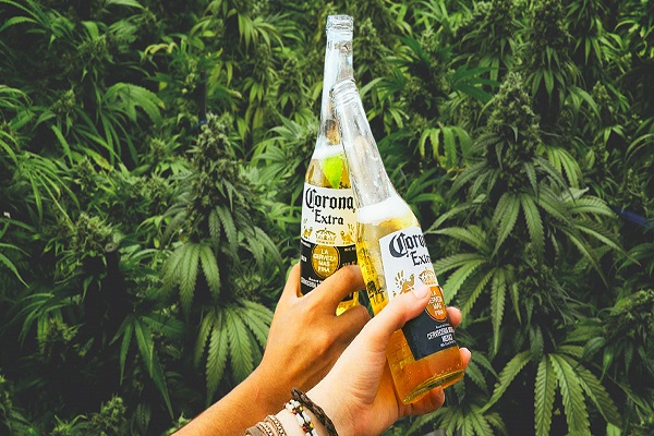 Photo of Сопственикот на пивото Corona инвестира 4 милијарди долари во марихуана