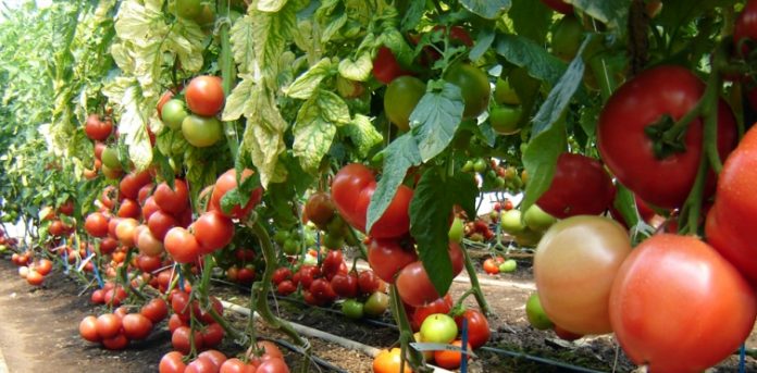 Photo of Македонија 27-ма по извоз на домати во светот