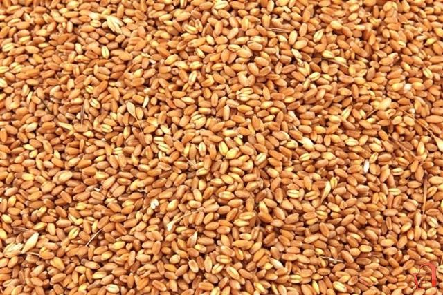 Photo of Зголемени цените на пченицата