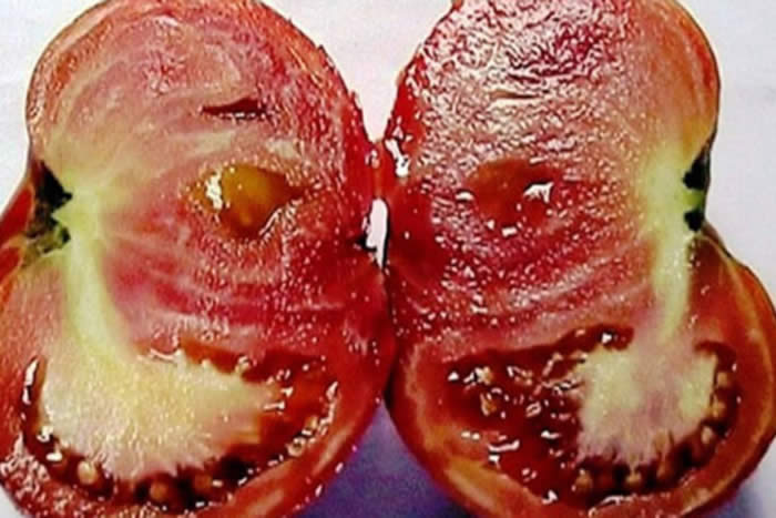 Photo of „Дрвените“ ги исфрлија вкусните домати од нивите