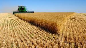 Photo of Просечната откупна цена на пченицата е 9 ден/кг