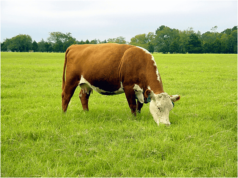 Photo of Одгледување и исхрана на товни говеда за извоз