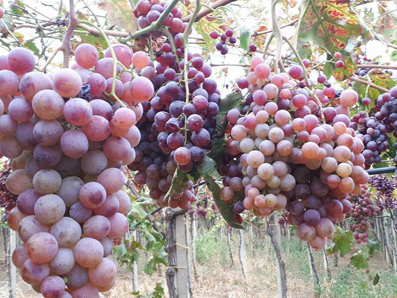 Photo of Македонско грозје од  Витторија фрут на  странските трпези
