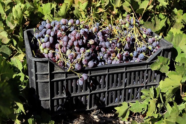 Photo of Германија ја очекува најдобрата берба на грозје од 1999-та