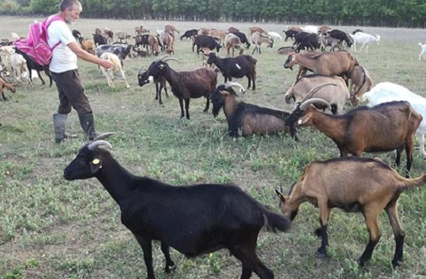 Photo of Шахистите Сашо и Горан чуваат 200 кози во Вир