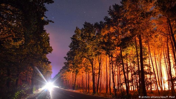 Photo of Изгореа над 12 хектари борова шума во Кочанско