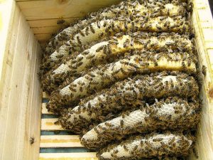 Photo of КАЛЕНДАР НА ЗЕМЈОДЕЛЕЦОТ ЗА МЕСЕЦ НОЕМВРИ Пчеларство