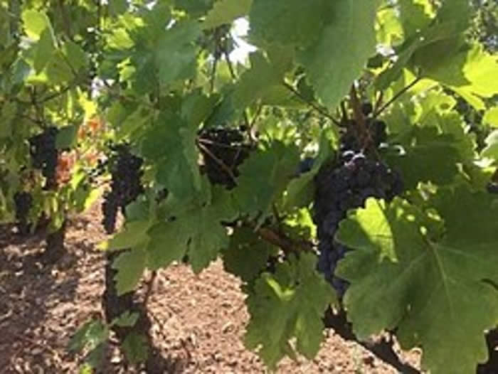 Photo of Субвенциите за откупеното винско грозје до средината на февруари