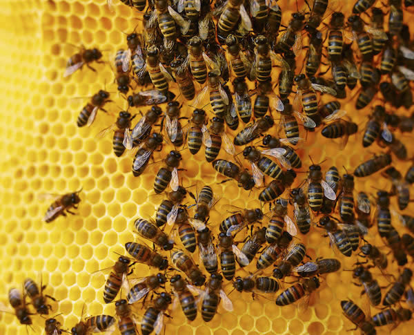 Photo of Клукајдрвецот-зимски непријател на пчелите