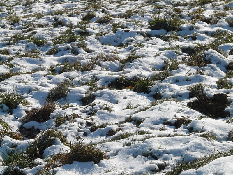 Photo of Здравјето на почвата во зима