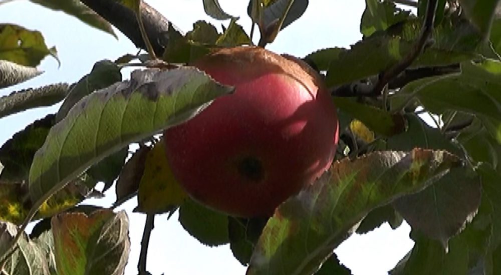 Photo of Тетовската јаболка се уште стои во подрумите и магацините