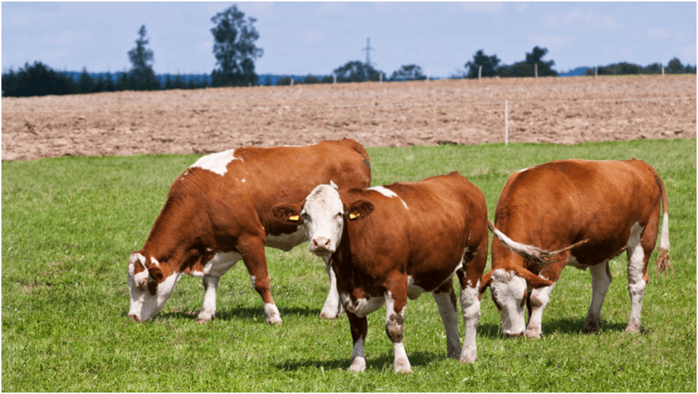 Photo of Проблеми за време и после телењето на кравите и како да ги решите