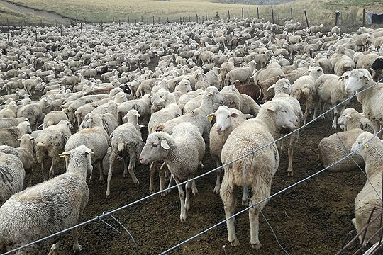 Photo of Овчарството да се прогласи за гранка од посебен национален интерес