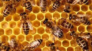 Photo of Како да се врши преглед на пчелните семејства