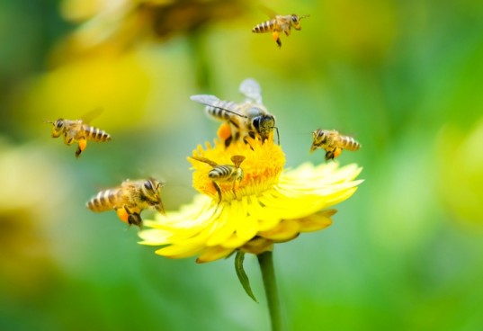 Photo of Пчелите се прогласени за најважни живи суштества на планетата Земја