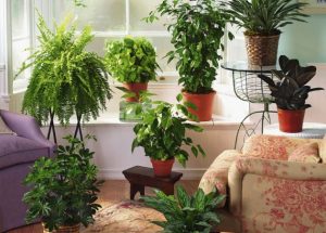 Photo of 6 Собни билки за прочистување на воздухот во домот