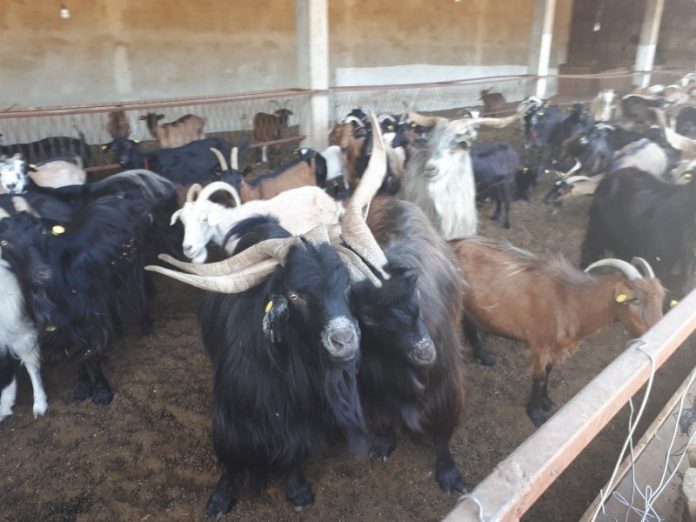 Photo of Субвенции за набавка на приплоден добиток за помал увоз