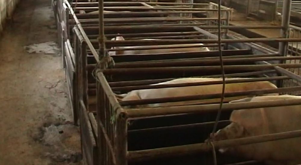 Photo of Нови мерки за да се спречи свинската чума