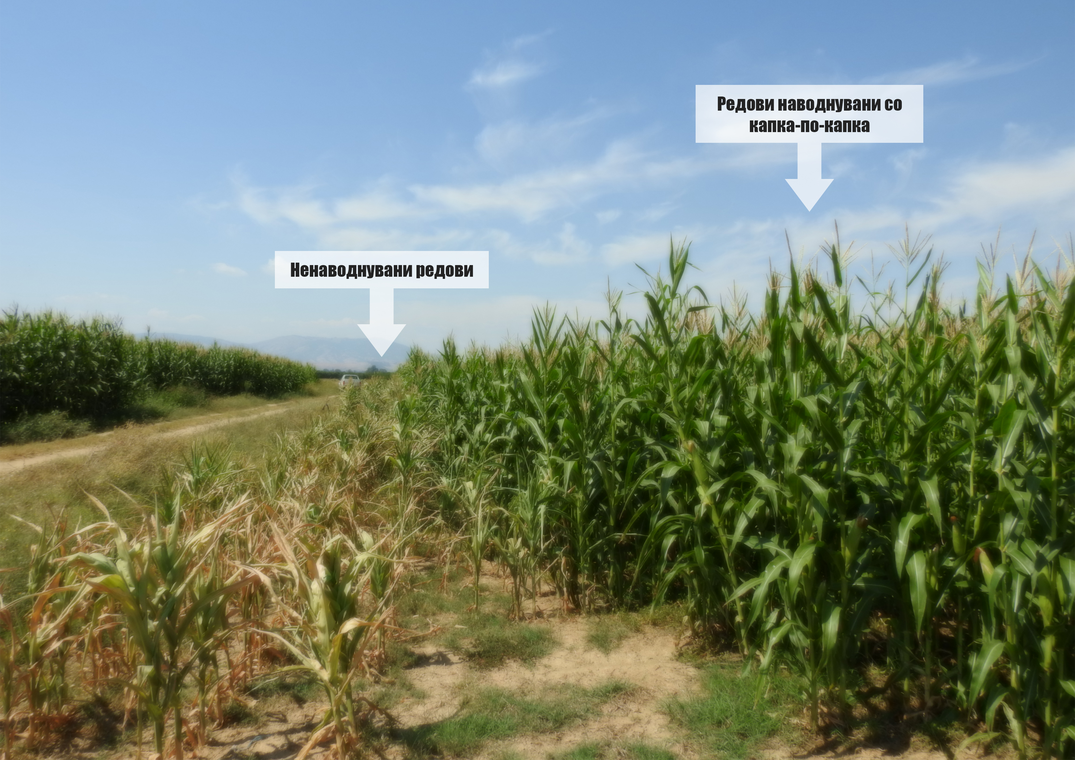 Photo of Подземни системи за капка-по-капка наводнување Како да добиете рекордни приноси на пченка со помалку работа