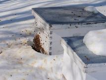 Photo of Пчеларник – последни подготовки за полесно презимување на пчелите