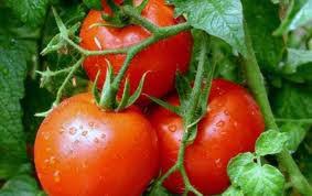 Photo of Интегрално производство на домати во заштитен простор