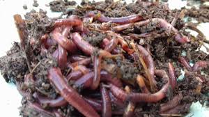 Photo of Одгледување на црви за производство на хумус
