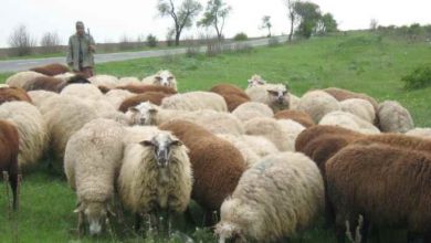 Photo of Албанските овчари веќе не ги пасат македонските, туку грчките овци