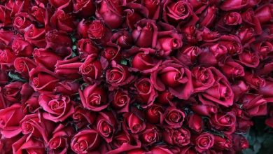 Photo of Турција извезува 60 милиони рози пред Денот на вљубените