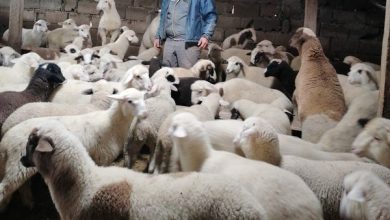 Photo of Сточарството на колена, одгледувачите на овци си ги бараат ветените субвенции за задржано женско јагне