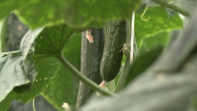 Photo of Првите берби на краставиците од оранжериите најавуваат огромни проблеми за пласманот на земјоделските производи