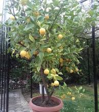 Photo of Кога е најдобро време за режење на лимон?