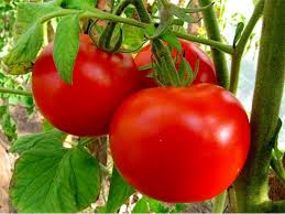 Photo of Како до  поголеми и сочни домати во  само 4 чекори