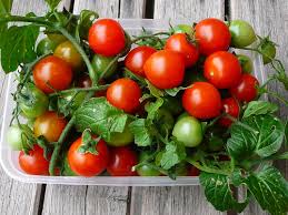 Photo of Производство на чери домати