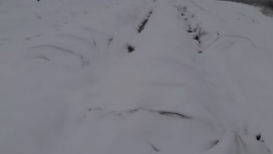 Photo of Тутунарите загрижени, снегот ќе не остави без расад