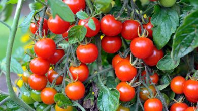 Photo of Одгледување на „cherry“ домати