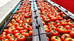 Photo of Намаленото производство ја крева цената на доматите и краставиците во Струмичко