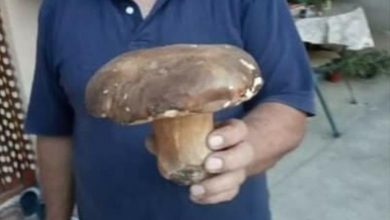 Photo of Наплив од џиновски печурки во Пијанец