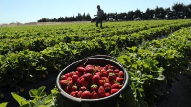 Photo of Невработените Финци берат јагоди за време на пандемијата